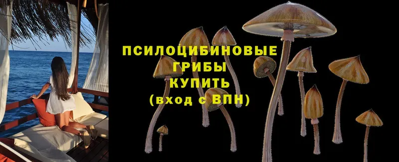 купить   ОМГ ОМГ зеркало  Галлюциногенные грибы Psilocybine cubensis  Раменское 